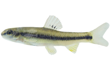 Chinese Golden Stripe Shark :: 69158