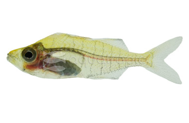 Ploeg's Dwarf Glassfish :: 50452