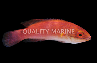 African Longfin Fairy Wrasse :: 33762