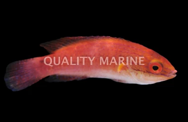 African Longfin Fairy Wrasse :: 33762