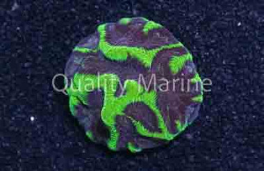 Platygyra Colored :: 39212