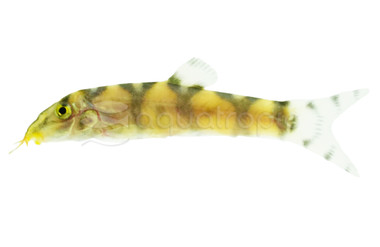 Gold Zebra Loach :: 92125