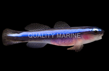 Neon Blue Cleaner Goby, QM Labs :: 18746