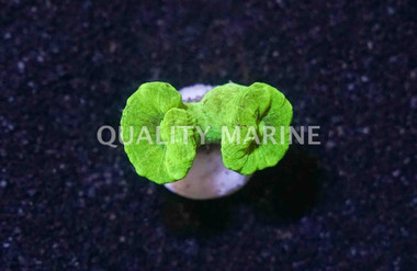 Trumpet Metallic Green :: 56326