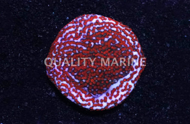 Encrusting, Blue w/Red Polyps "Superman" :: 36472