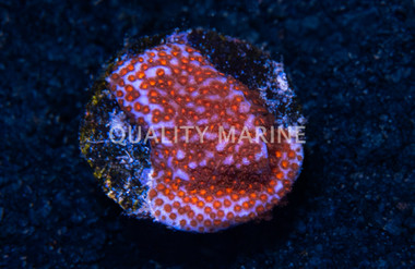 Encrusting, Blue w/Red Polyps "Superman" :: 36472