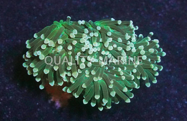 Yellow Tip Green Torch Coral :: 36786