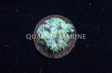 Flower Pot Short Polyp Green :: 41706