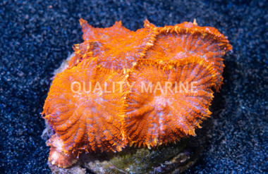 Red Bullseye Mushroom :: 55563