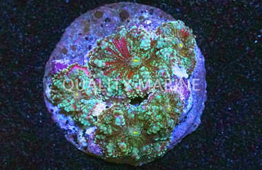 Multicolor Ricordea Yuma Mushroom   :: 55584