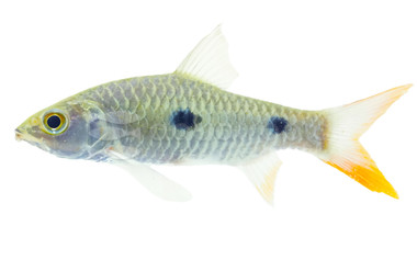 Hampala 2-spot Barb :: 61110