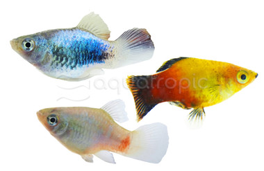 Mixed Balloon Platy :: 65361