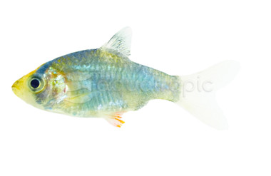 Tiger Blue Velvet Barb :: 85703