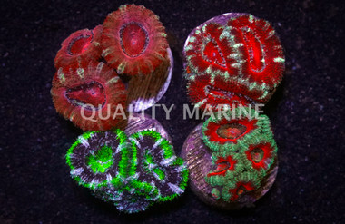 Lordhowensis, Two Color :: 60654