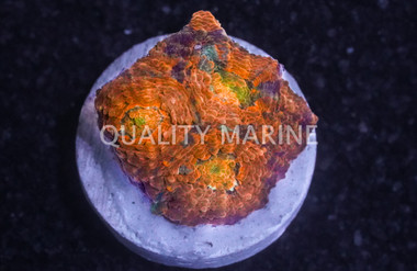 Echinata - Orange Crush :: 47059