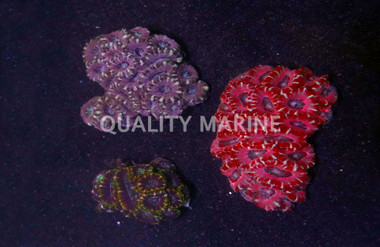 Lordhowensis, Three Color :: 87787