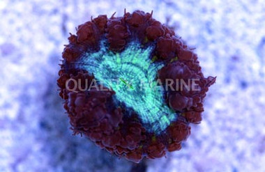 Plate Long Tentacle :: 71974