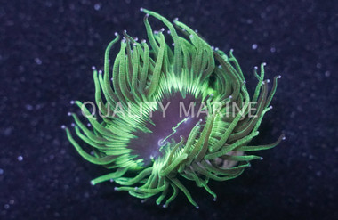 Elegant, Pink/Purple Tip :: 37130