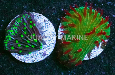 Diaseris Plate Colored :: 13697