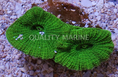 Brain Prism " Dragon Soul " :: 13067