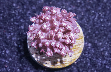 Flower Pot, Red/Pink, Ultra :: 82068