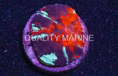 Scoly, Warpaint :: 38426