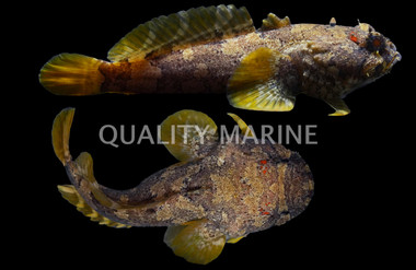 Grunting Toadfish :: 10535