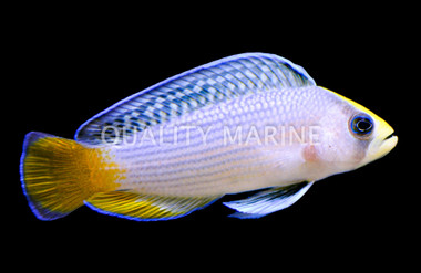 Midnight Splendid Dottyback :: 26010