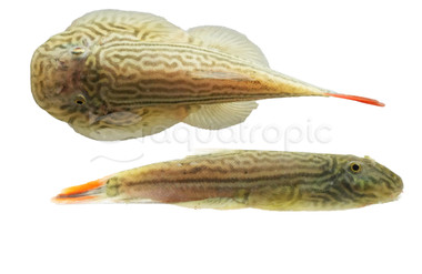 Double Red Tail Borneo Sucker Loach :: 46395