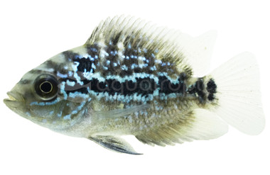 Flowerhorn Zen Zhu (Grade A) - Quality Marine