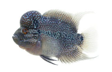 Flowerhorn Super Red Dragon (Grade A) :: 80275