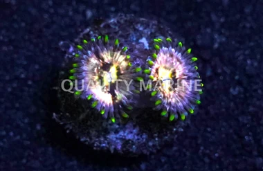 Zoa, Nirvanas :: 62486
