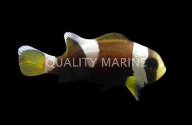 Wideband Clownfish, Misbar, QM Labs :: 14183