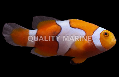 Picasso Clownfish, QM Labs :: 14184