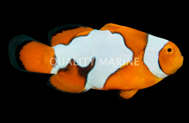 Picasso Clownfish, QM Labs :: 14184