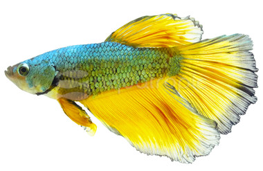 Halfmoon Gold Dust, Male :: 87540