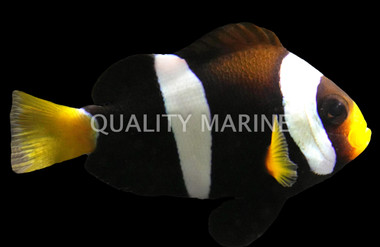 Clarkii Clownfish, Australia, Bali Aquarich :: 14199