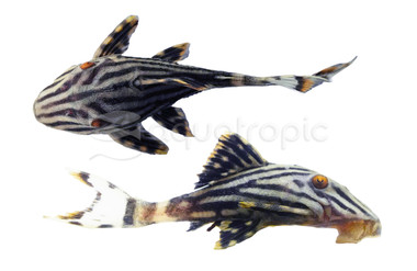 Royal Xingu Plecostomus L-027 :: 45677