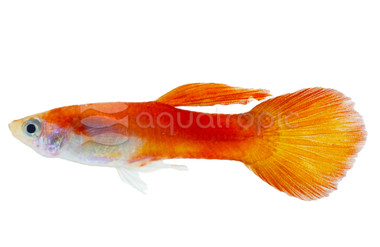 Chili Red Guppy, Male :: 33104