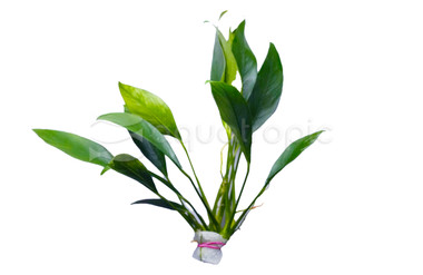 Anubias Congensis :: 67549