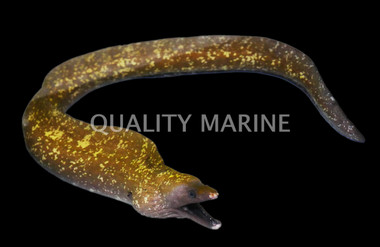Dark Moray Eel :: 16070