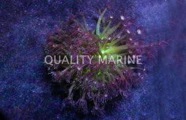 Flower Pot Glitter w/ Neon Green Base :: 78060