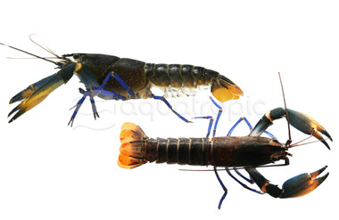 Papua Blue Leg Lobster :: 97288