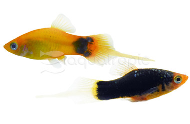 Mixed Swordtail Platy :: 67764
