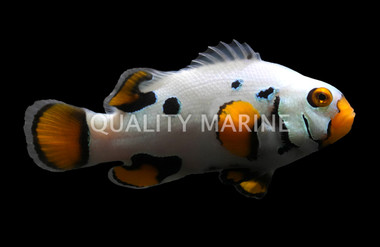 Premium Black Helmet Picasso Percula Clownfish, Bali Aquarich :: 14202
