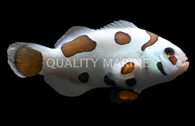 Mocha Storm Ocellaris Clownfish, Bali Aquarich :: 14206