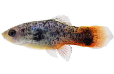 Coral Blue Platy :: 55388