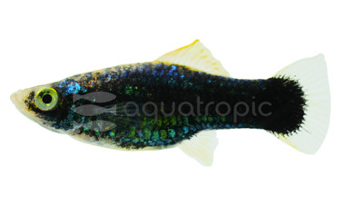 Black Swordtail :: 69036