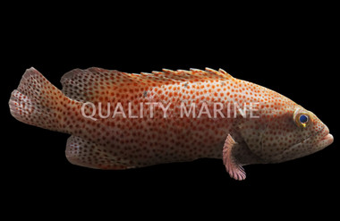 Red Hind Grouper :: 19052