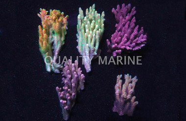 Acropora Solomon Islands :: 92289